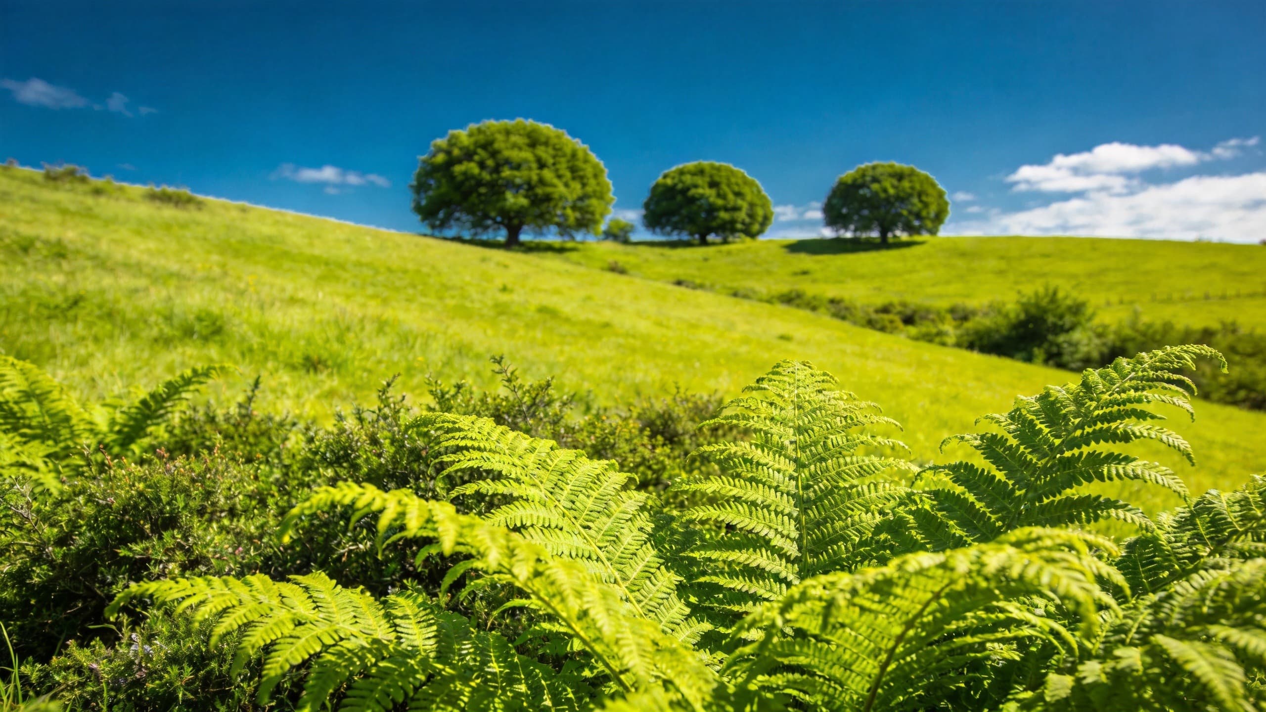 Sunlit green fern meadow before applying the Aerochrome false-color filter